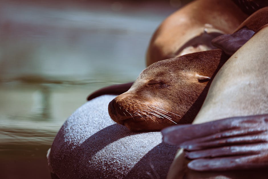Hoe slapen zeedieren onder water? Van dolfijnen tot octopussen