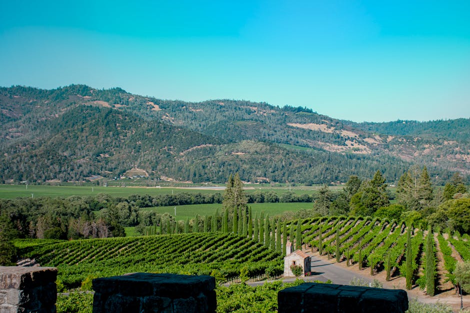 Napa Valley Reisgids: Meer dan Wijn alleen – Ontdek Bezienswaardigheden, Restaurants en Tips