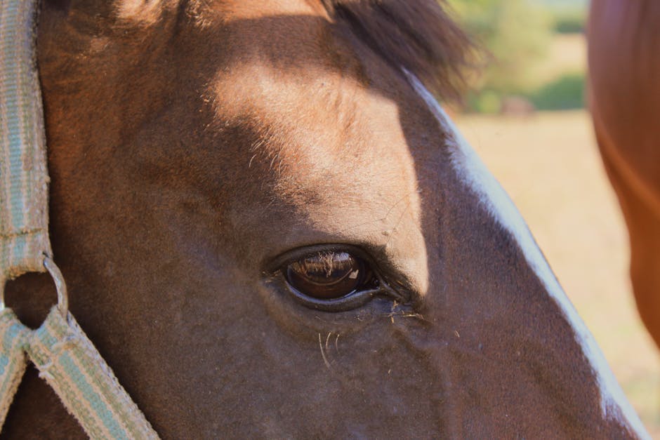 Waarom Dragen Paarden Hoefijzers? De Uitleg Over Hoefverzorging