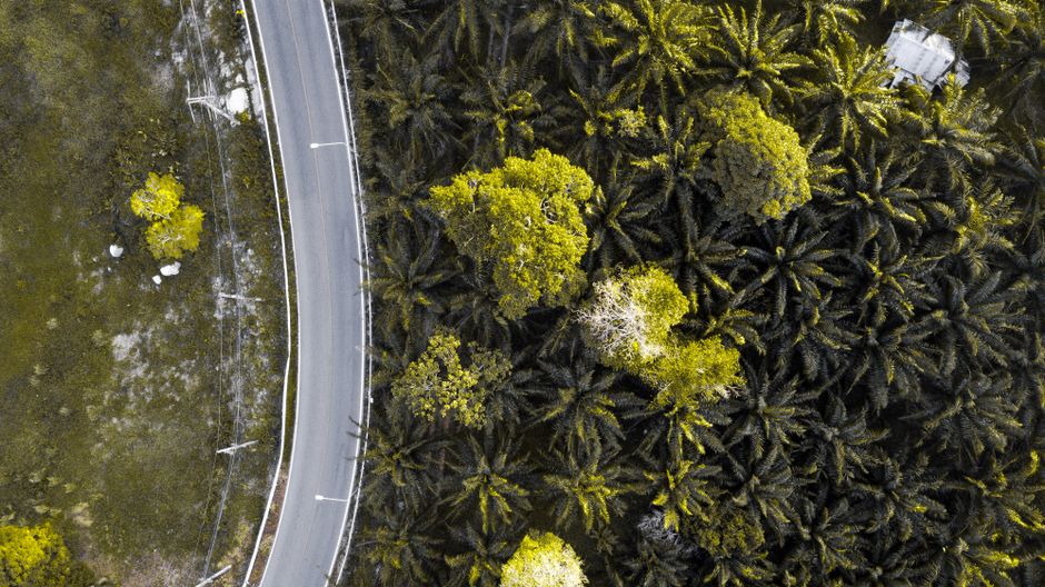 Palmolie: De Donkere Kanten van de Meest Geconsumeerde Plantaardige Olie