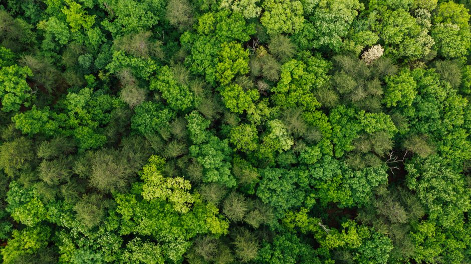 Planten Classificatie Uitgelegd: Van Mos tot Bloeiende Plant
