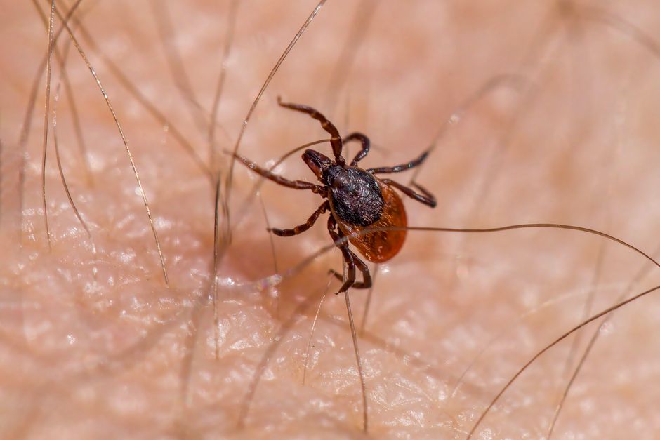 Borrelia Miyamotoi: De Zeldzame Tekenbeetziekte Die KA Bijna Fataal Werd